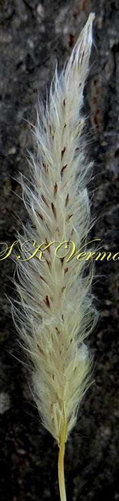  Inflorescence